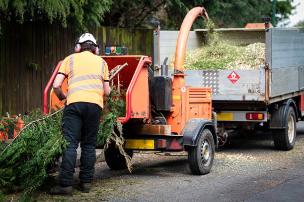 Trusted Union Beach, NJ Tree Care Services Experts