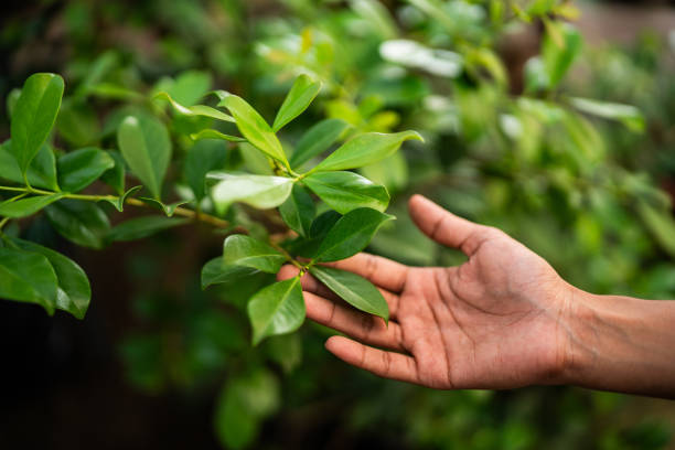 Tree and Shrub Care