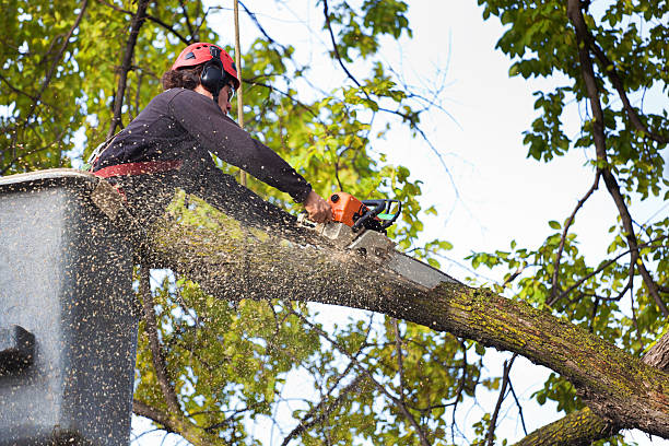 Lawn Pest Prevention in Union Beach, NJ